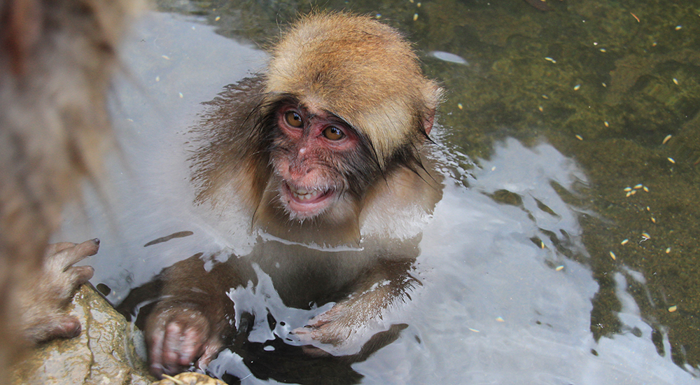 Day 12: Snow Monkey & Yokohama City