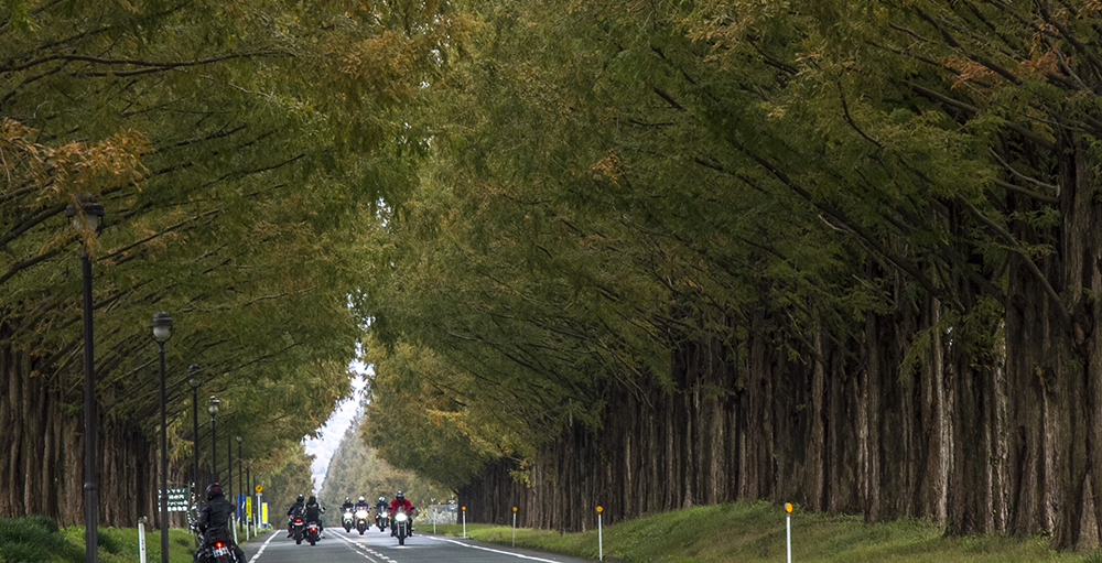 Day 9: Makino Metasequoia & Kenrokuen