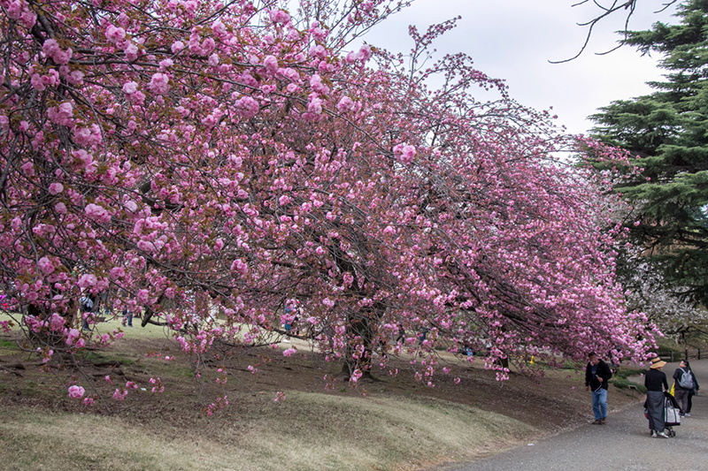 Day 2: Tokyo Cherry Blossom – Inokashira, Shinjuku, Meguro