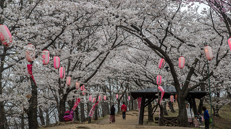 Day 3: Cherry Blossom at Matsumoto and Ina
