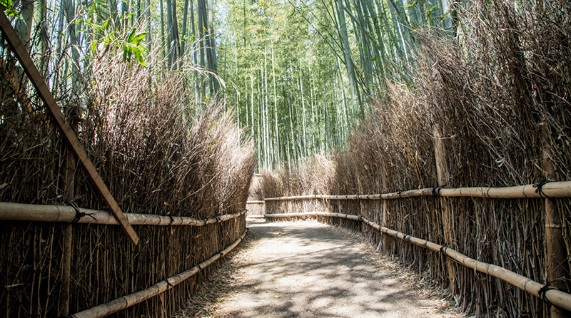 Day 7: Kyoto – Bamboo Forest and La Shomon