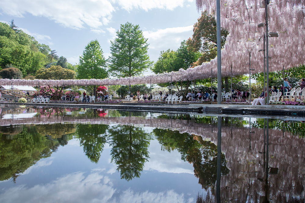 Day 13: Ashikaga Flower Park