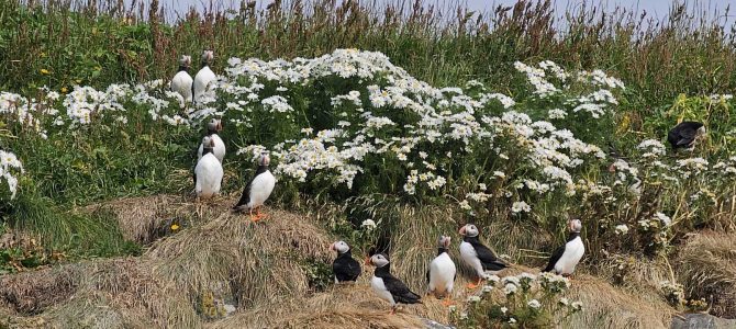Day 6: Dyrholaey, Reynisfjara & Yoda Cave